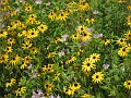 Matthaei Botanical Gardens 2010 0045